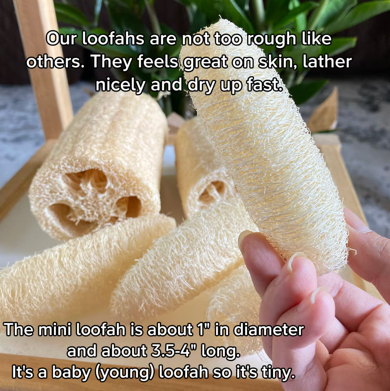 Organic Loofah Sponge 100% Biodegradable for Bath Or Kitchen Use + Free gift