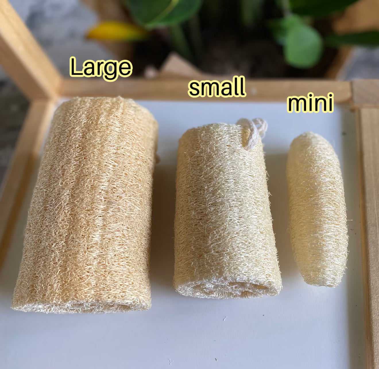 Organic Loofah Sponge 100% Biodegradable for Bath Or Kitchen Use + Free gift